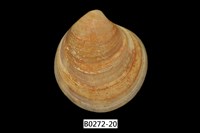 藏品(環文蛤(赤嘴仔))的圖片